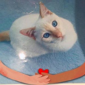 Meet your Posher, Kat